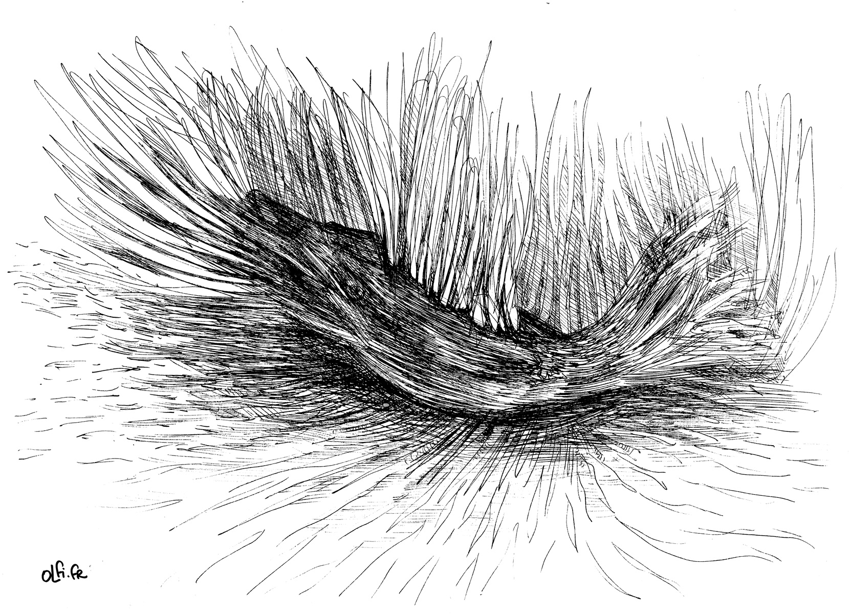La truite mystique - Dessin à l'encre par OLFi